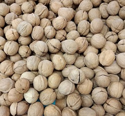 薄殼核桃