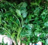 香菜