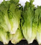 散生菜