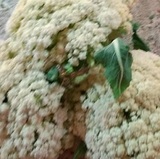 花菜