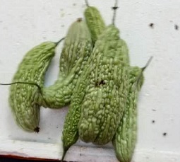 苦瓜