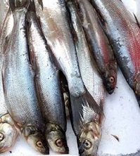 白條魚