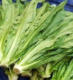 萵筍
