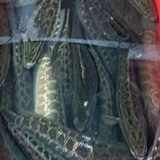 黑魚、柴魚