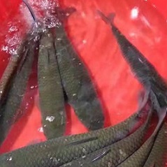 草魚