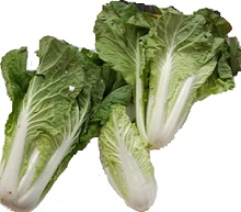 白菜