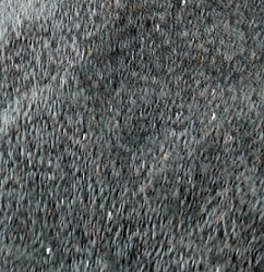 黑豆