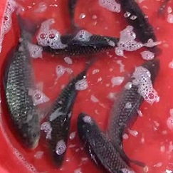 財魚